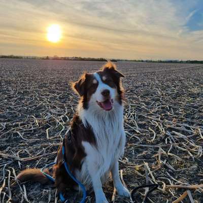 Hundetreffen-Social Walk ... oder sehr geduldige liebe Mensch-Hund Teams, die mit uns üben würden....-Profilbild