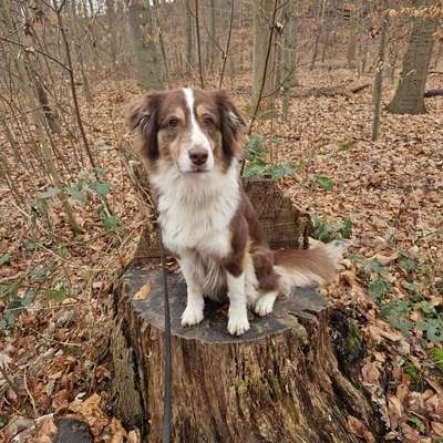 Hundetreffen-Spazierpartner gesucht! Regelmäßig in Hürth-Bild