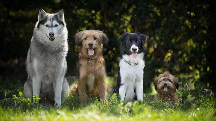 Hundetreffen-Biete Hundebetreuung/Spaziergänge an-Bild