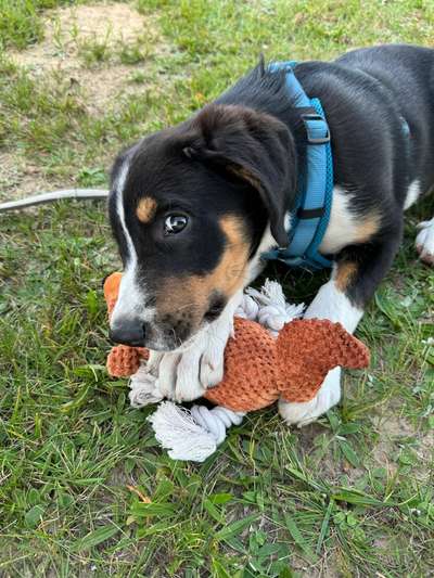 Hundetreffen-Welpentreff 1220 Wien-Bild