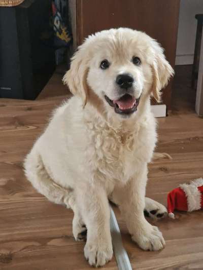 Golden Retriever-Beitrag-Bild