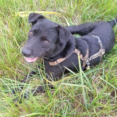 Hundetreffen-Gassirunde/ Social walk-Bild