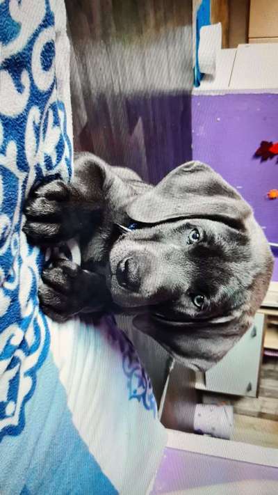 Welpen Bilder !-Beitrag-Bild