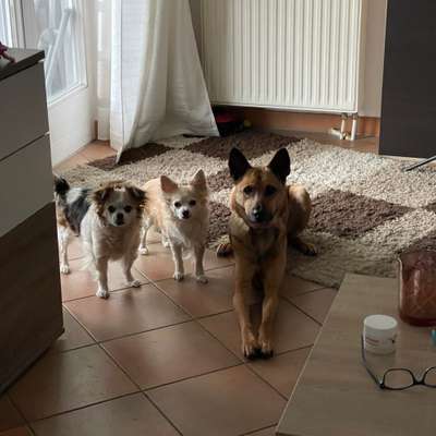 Hundetreffen-Wir suchen Gassi und Spielfreunde-Bild