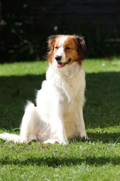 Seltene Rassen!-Beitrag-Bild