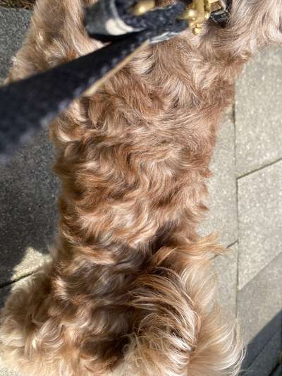 Bolonka Zwetna Freunde-Beitrag-Bild