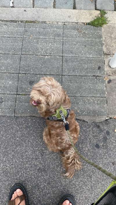 Bolonka Zwetna Freunde-Beitrag-Bild