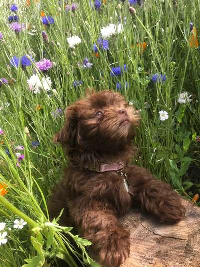 Als Welpen sind sie alle noch süßer-Beitrag-Bild