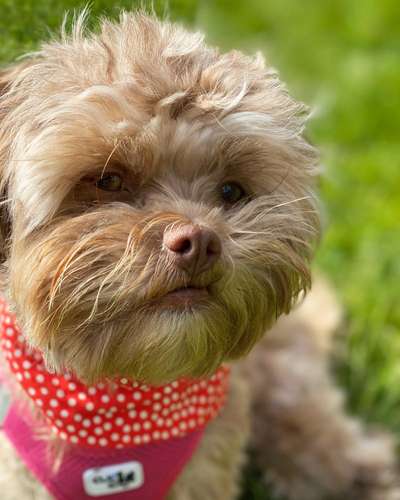 Foto's und Hundemodels-Beitrag-Bild