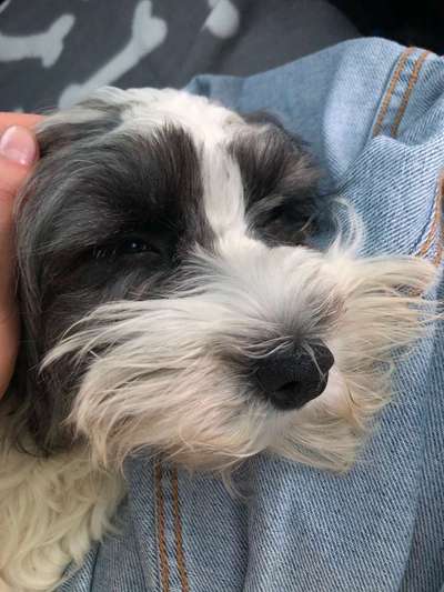 Welpen Bilder !-Beitrag-Bild