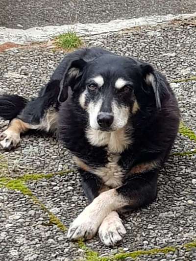 Unsere Fellnasen im Regenbogenland-Beitrag-Bild