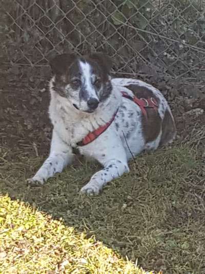 Auslandstierschutz-Beitrag-Bild