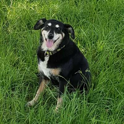 Unsere Fellnasen im Regenbogenland-Beitrag-Bild