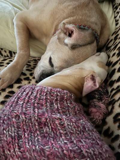 Windhunde - Treffen der besonderen Schönheiten
HERZLICH WILLKOMMEN-Beitrag-Bild