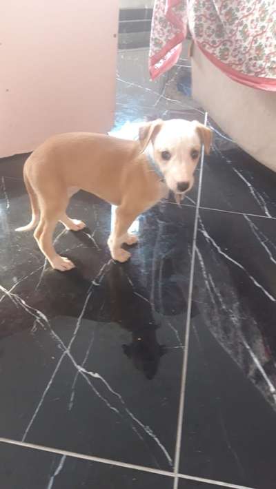 Windhunde - Treffen der besonderen Schönheiten
HERZLICH WILLKOMMEN-Beitrag-Bild