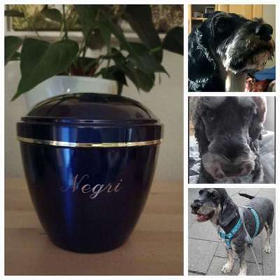 Unsere Fellnasen im Regenbogenland-Beitrag-Bild