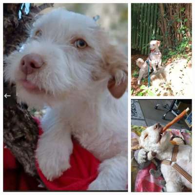 Wie kamst du zu deinem Hund?-Beitrag-Bild