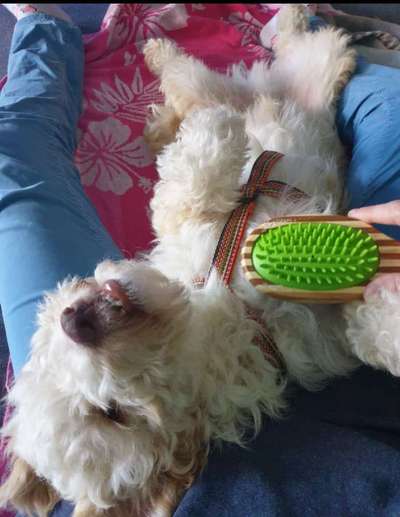 Vertrauen zwischen Hund und Halter-Beitrag-Bild