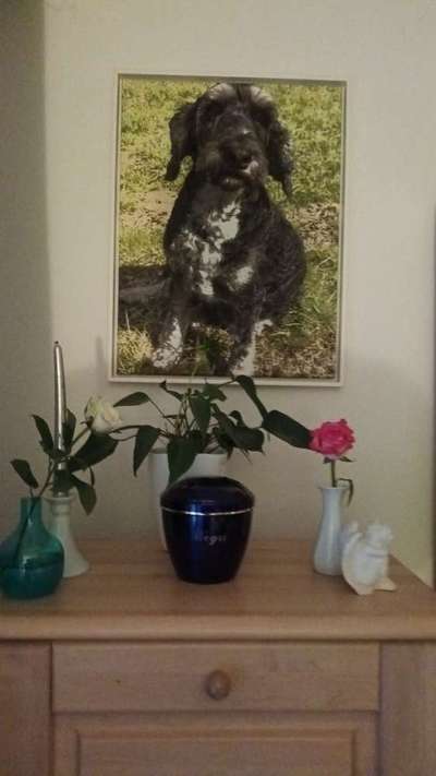 Unsere Fellnasen im Regenbogenland-Beitrag-Bild