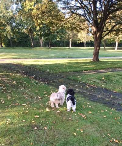 Bester Freund, Hundekumpel - zeigt her!-Beitrag-Bild