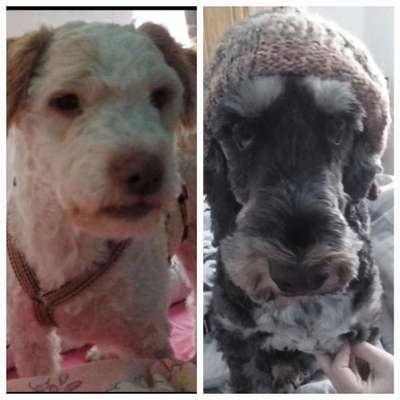 Wie kamst du zu deinem Hund?-Beitrag-Bild