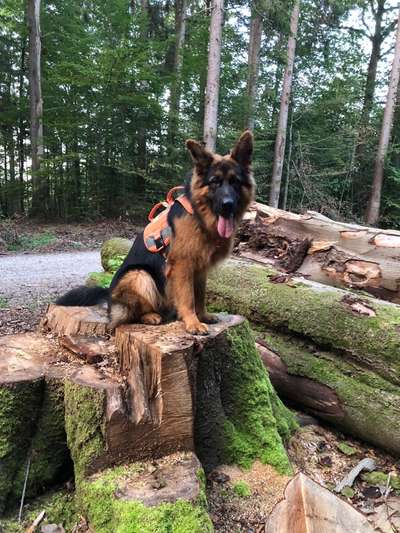 Foto -Challenge  Thema : Dein Hund Im Wald-Beitrag-Bild