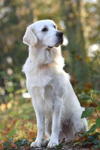 Golden Retriever-Beitrag-Bild