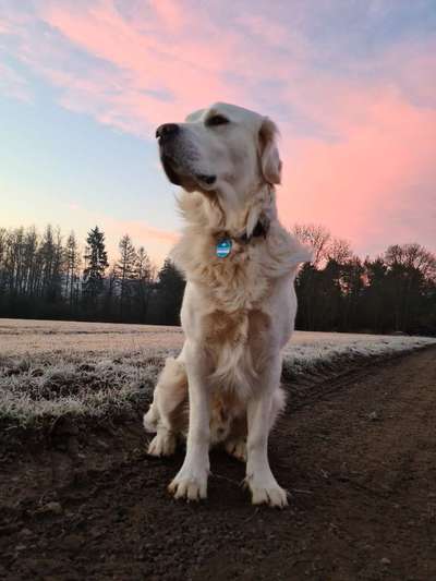 Wo sind die Golden Retriever Liebhaber?-Beitrag-Bild