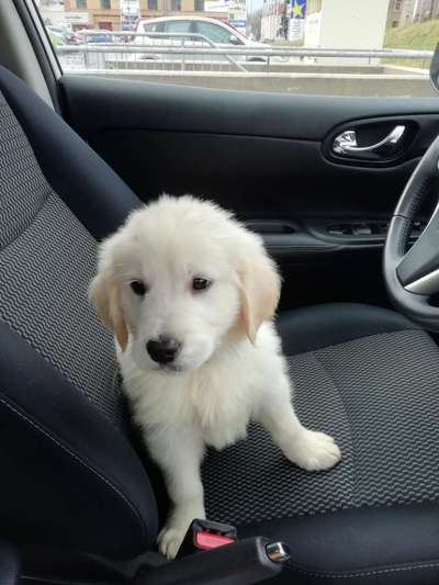 Welpen Bilder !-Beitrag-Bild