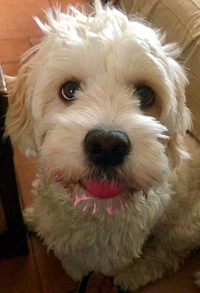 Zeige das lustigste Bild eures Hundis-Beitrag-Bild