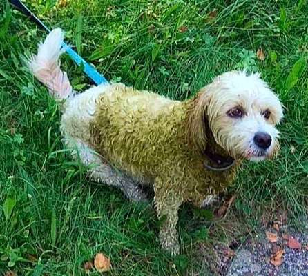 Zeige das lustigste Bild eures Hundis-Beitrag-Bild