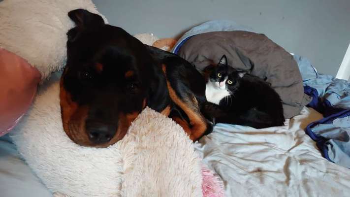 FOTO-Challenge  NR. 91: Die pure Entspannung-Beitrag-Bild