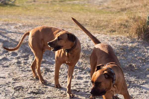 Mehrere Hunde zuhause !-Beitrag-Bild