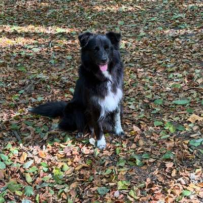 aktuelles Foto Gruppe Australian Shepherd