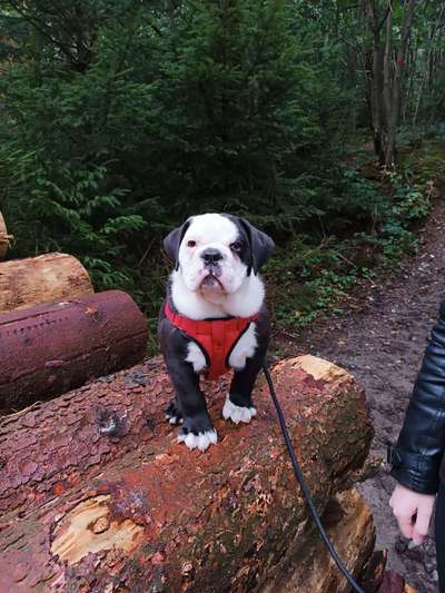 Welpen Bilder !-Beitrag-Bild