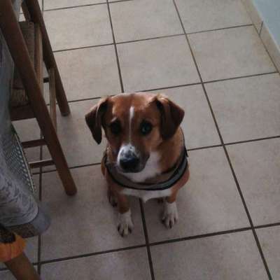 Mischlinge raten - Rätselspaß-Beitrag-Bild