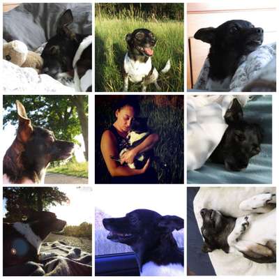 Unsere Fellnasen im Regenbogenland-Beitrag-Bild