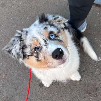 Hundetreffen-Playdate/Walkies im Körnerkiez/Tempelhofer Feld-Bild