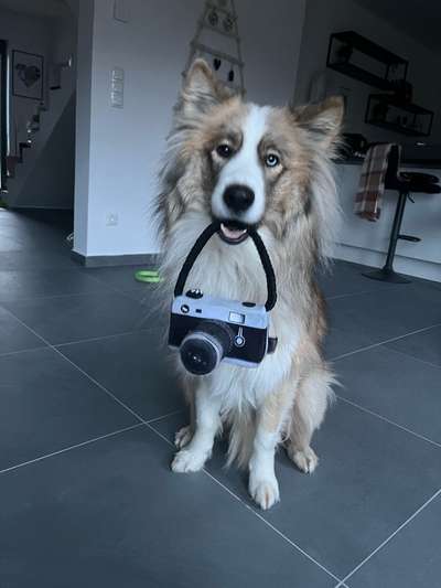 Hundetreffen-Gemeinsames Regelmäßiges gassi gehen-Bild