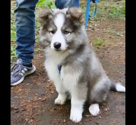 Welpen Bilder !-Beitrag-Bild