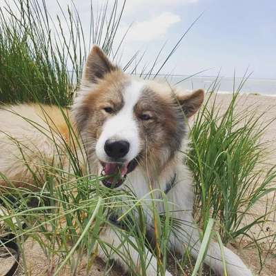 Dogorama Photo Challenge - Tierischer Urlaub-Beitrag-Bild