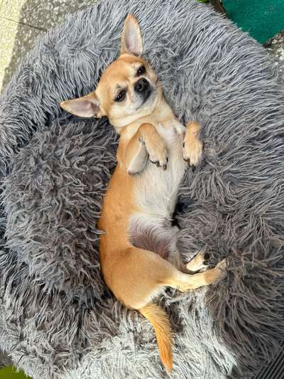 Hundetreffen-Simba sucht Spielkameraden-Bild