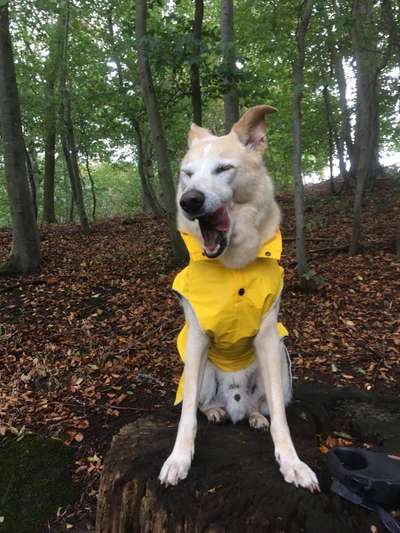 Dogorama Photo Challenge - Dein Hund beim Gähnen-Beitrag-Bild