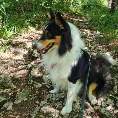 Hundetreffen-Spielrunde in Uttenweiler