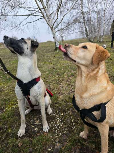 Hundetreffen-Begleiteter Spaziergang der Hundefamilie Sankt Rochus-Bild