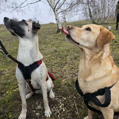 Hundetreffen-Begleiteter Spaziergang der Hundefamilie Sankt Rochus-Bild