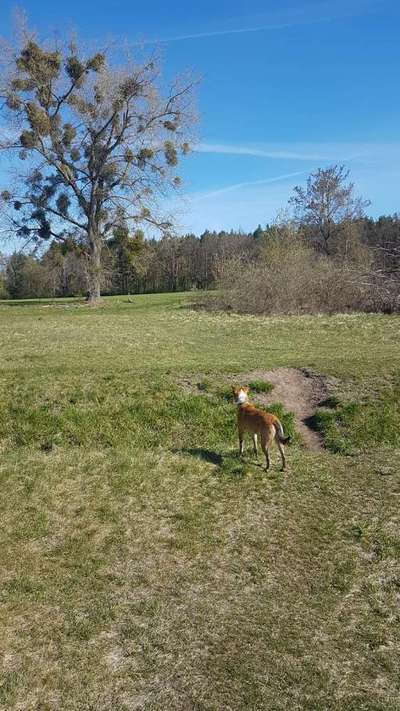 Hundetreffen-Hundespaziergang-Bild