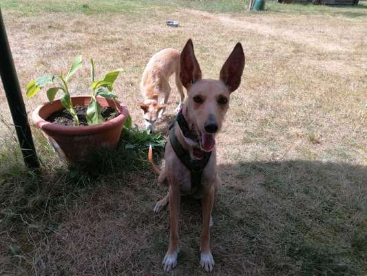 Podenco/Mischlinge hier? :-)-Beitrag-Bild