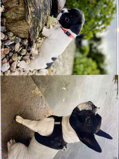 Welpenfotos-Beitrag-Bild