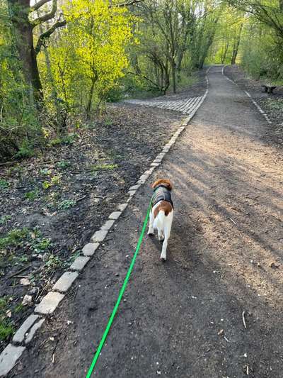 Hundeauslaufgebiet-Tippelberg-Bild